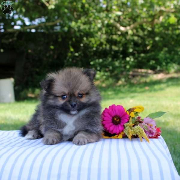 Lillian, Pomeranian Puppy